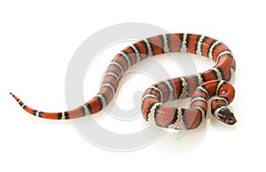 Ruthvenï¿½s Kingsnake