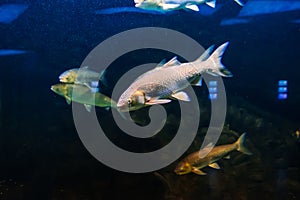 Rutilus frisii fish swim under blue water