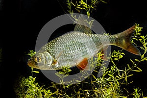 Rutilus rutilus - Roach