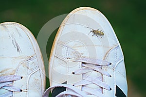 Rutpela maculata, the spotted longhorn beetle sitting on a white dirty sneaker shoe