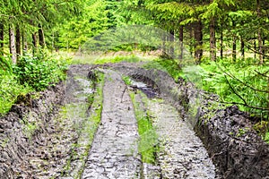 Rutted, filthy road through the forest