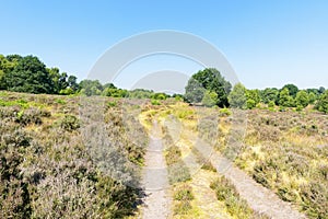 Rutted tracks across Budby Heath on a summer day