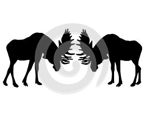 Rutting behavior of moose