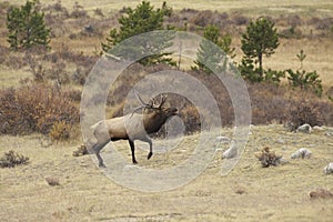 Rutting Bull Elk Bugling