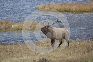 Rutting Bull Elk Bugling