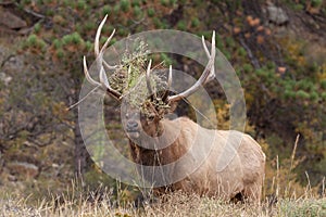 Rutting Bull Elk Bugling