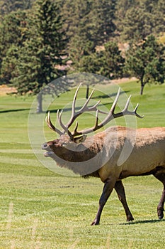 Rutting Bull Elk Bugling