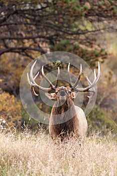 Rutting Bull Elk Bugling