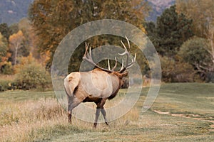 Rutting Bull Elk Bugling