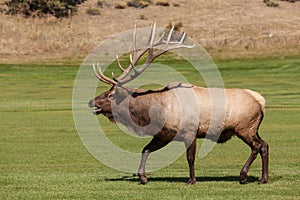 Rutting Bull Elk Bugling