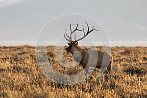 Rutting Bull Elk Bugling