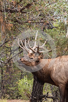 Rutting Bull Elk Bugling