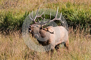 Rutting Bull Elk Bugling