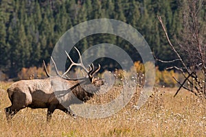 Rutting Bull Elk Bugling