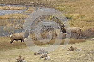 Rutting Bull Elk Showing Off