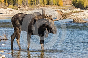 Rutting Bull Shiras Moose in River