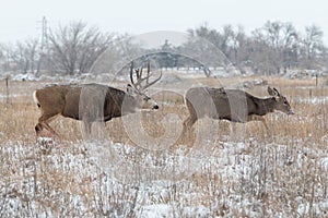 Rutting Mule Deer Buck