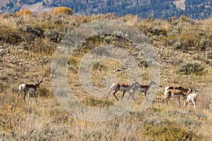 Rutting Pronghorn Antelope Herd