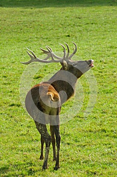 Rutting red deer photo