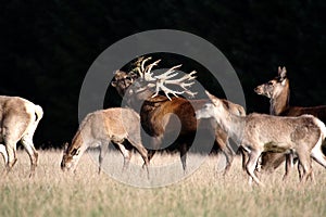 Rutting Red Deer photo