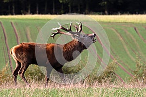 Rutting Red Deer Stag