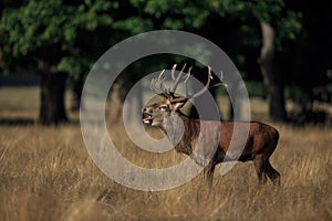 A rutting red deer stag bellowing