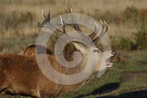 A rutting red deer stag bellowing close up