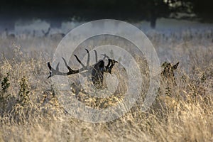 A rutting red deer stag bellowing at dawn