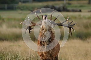 A rutting red deer stag bellowing up close