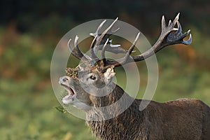 A rutting red deer stag bellowing up close