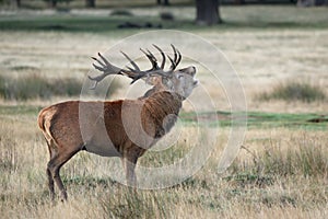 A rutting red deer stag bellowing up close