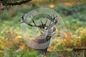 A rutting red deer stag bellowing up close