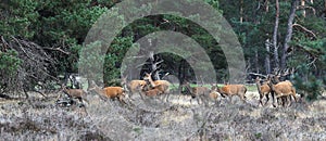 Rutting red deer in the Veluwe National Parc