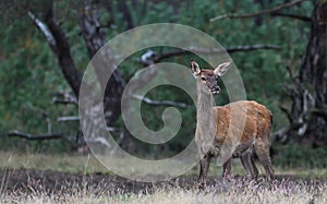 Rutting red deer in the Veluwe National Parc