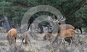 Rutting red deer in the Veluwe National Parc