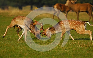 Rutting Season photo