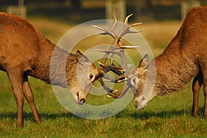 Rutting Season