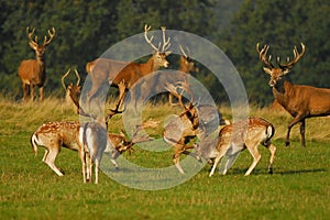 Rutting Season