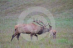 In rutting season, a bull elk checks out his harem of females.