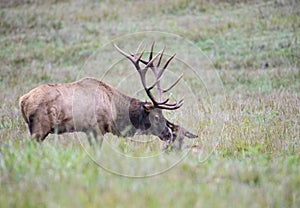 In rutting season, a bull elk licks a female who`s laying down.
