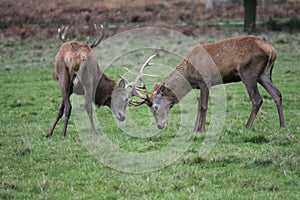 Rutting Stag red deer wild England- Cervus elaphus