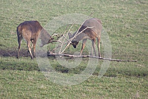 Rutting Stags