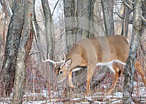 Rutting Whitetail Buck photo