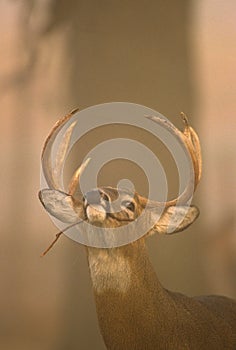 Rutting Whitetail Buck