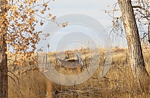Rutting Whitetail Buck