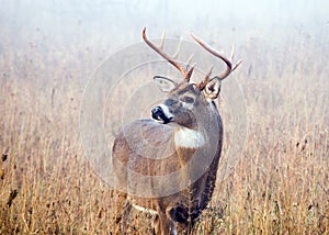 Rutting Whitetail Deer Buck