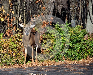 Rutting Whitetail Deer Buck photo