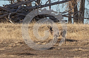 Rutting Whitetail Deer Buck in Autumn