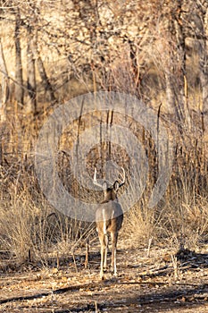 Rutting Whitetail Deer Buck in Autumn