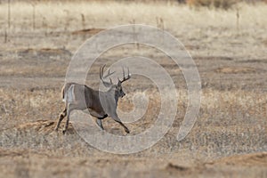 Rutting Whitetail Deer Buck in Fall